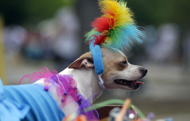 Animal shots of the week